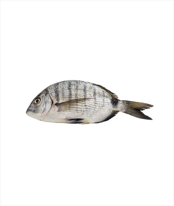 SARAGO g1200/2000 PESCATO
