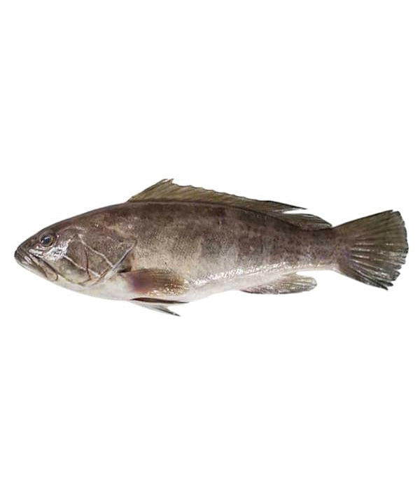 CERNIA BIANCA 7000/10000