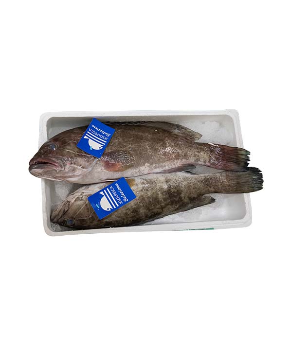 CERNIA BIANCA 2000/4000