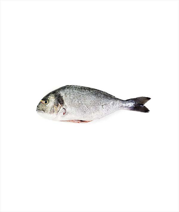 ORATA EVISCERATA E SQUAMATA g 200/300