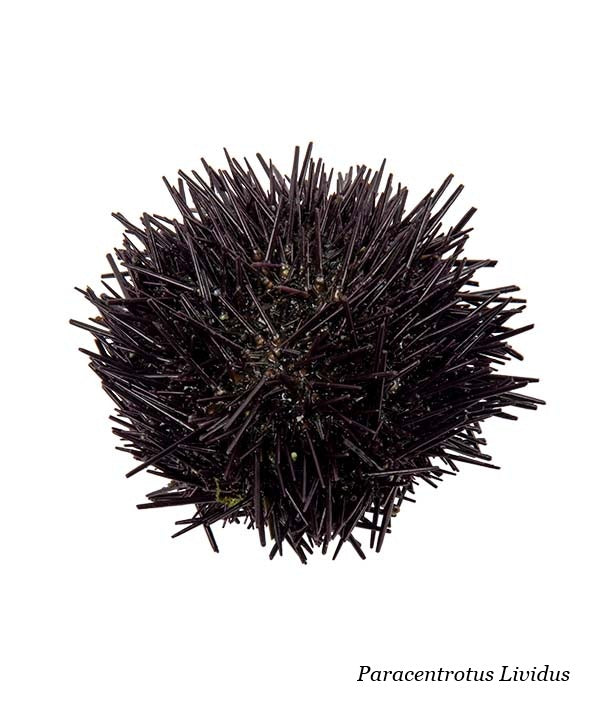 RICCIO DI MARE LIVIDUS GALIZIANO