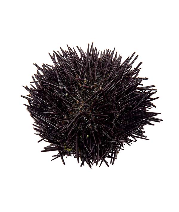 RICCIO DI MARE LIVIDUS GALIZIANO