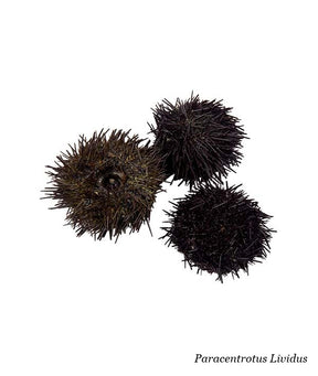 RICCIO DI MARE LIVIDUS GALIZIANO