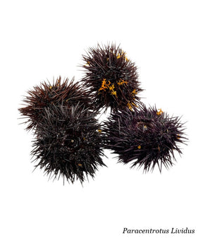 RICCIO DI MARE LIVIDUS GALIZIANO