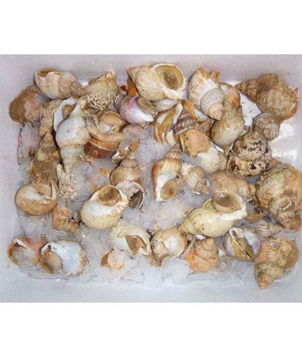 BUCCINO LUMACA DI MARE KG 1