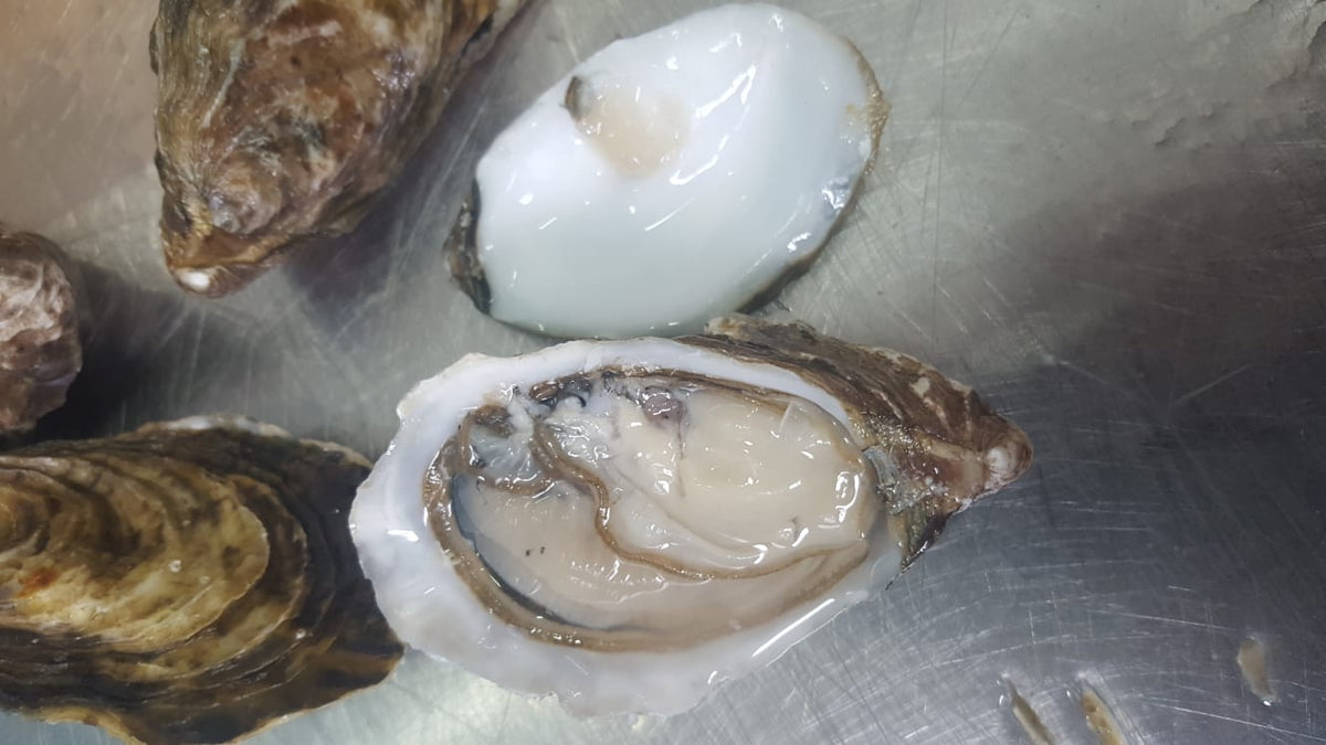 OSTRICA CONCAVA SANDALIA N.4 PZ 24/27 kg 2