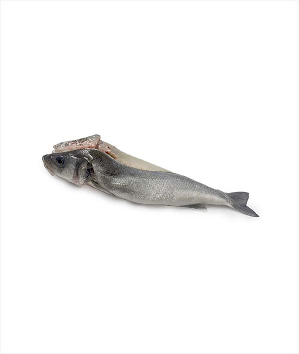 BRANZINO CROAZIA 600/800 BUTTERFLY