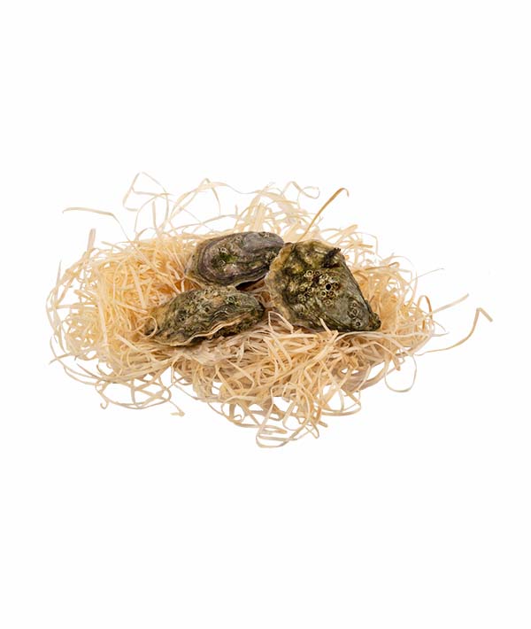 OSTRICA CONCAVA SPECIAL UMAMI N.3 kg 2