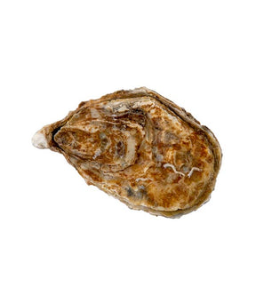 OSTRICA CONCAVA SPECIAL ROUMEGOUS N.3 PZ 24 kg 2,25