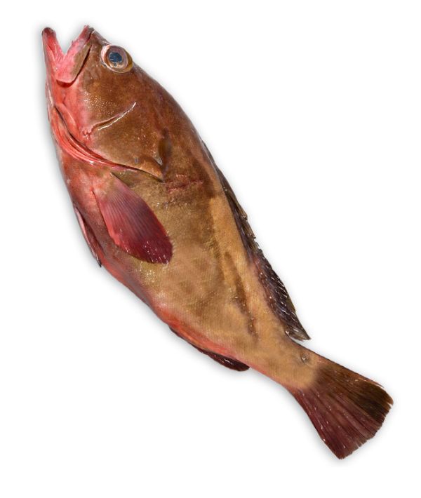 CERNIA DORATA 500/1000