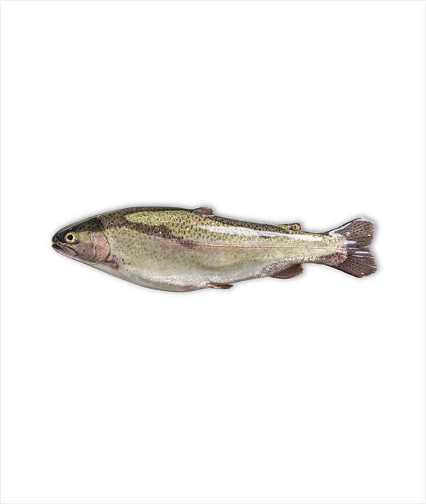 TROTA SALMONATA 2000/3000 KG 2.5