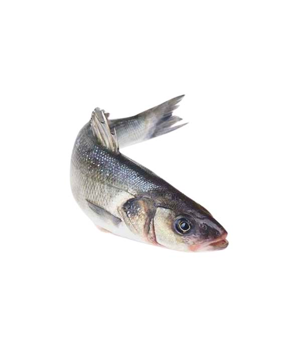 BRANZINO CORFÙ 1500/2000