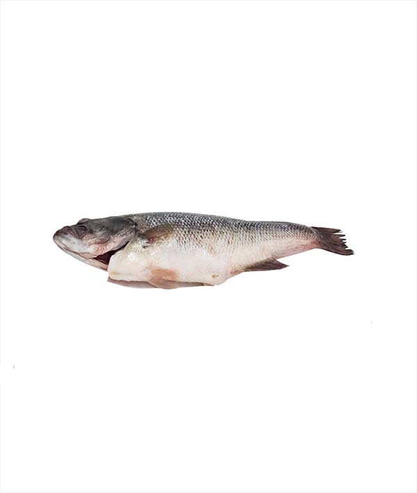 BRANZINO CORFÙ 1500/2000 EVISCERATO E SQUAMATO