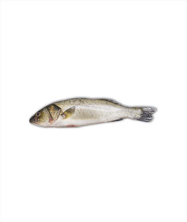 BRANZINO GRECIA g 1000/1500 EVISCERATO E DESQUAMATO