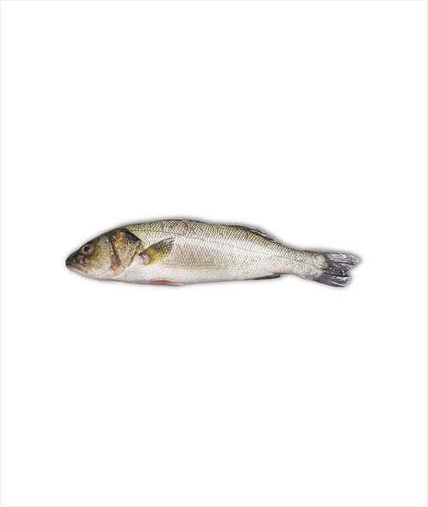 BRANZINO GRECIA g 3000/4000 EVISCERATO