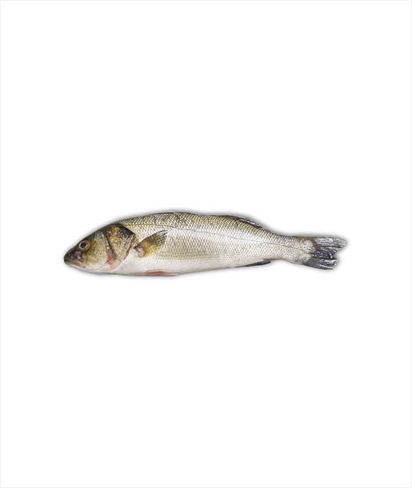 BRANZINO GRECIA g 400/600 EVISCERATO