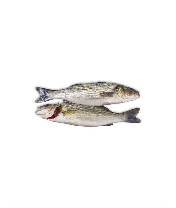 BRANZINO GRECIA g 600/800