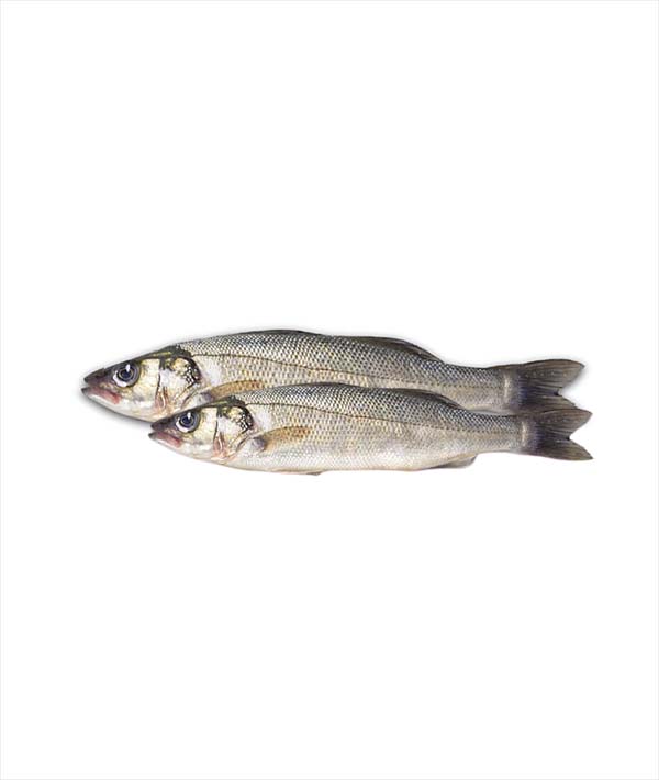 BRANZINO GRECIA g 600/800 EVISCERATO