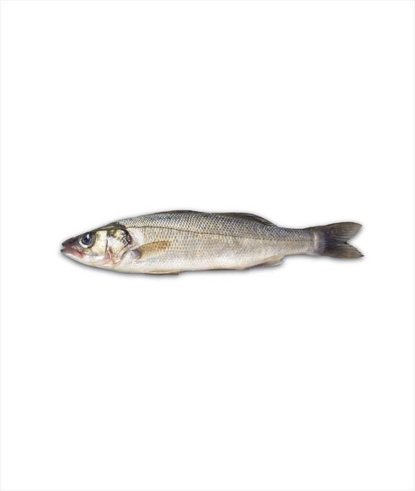 BRANZINO GRECIA g 800/1000 EVISCERATO