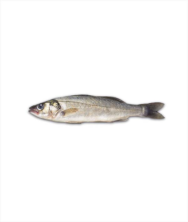 BRANZINO SELVAGGIO DI MARE g 200/500 EVISCERATO
