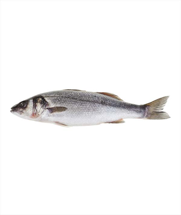 BRANZINO CROAZIA g 1000/1500 EVISCERATO E DESQUAMATO