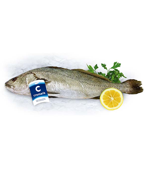 OMBRINA BOCCADORO g 3000/4000 EVISCERATA