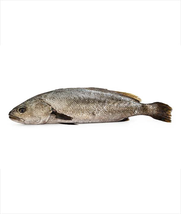 OMBRINA BOCCADORO g 4000/6000 EVISCERATA