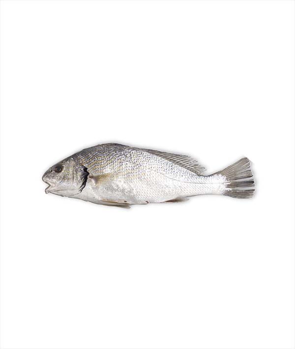 OMBRINA NOSTRANA