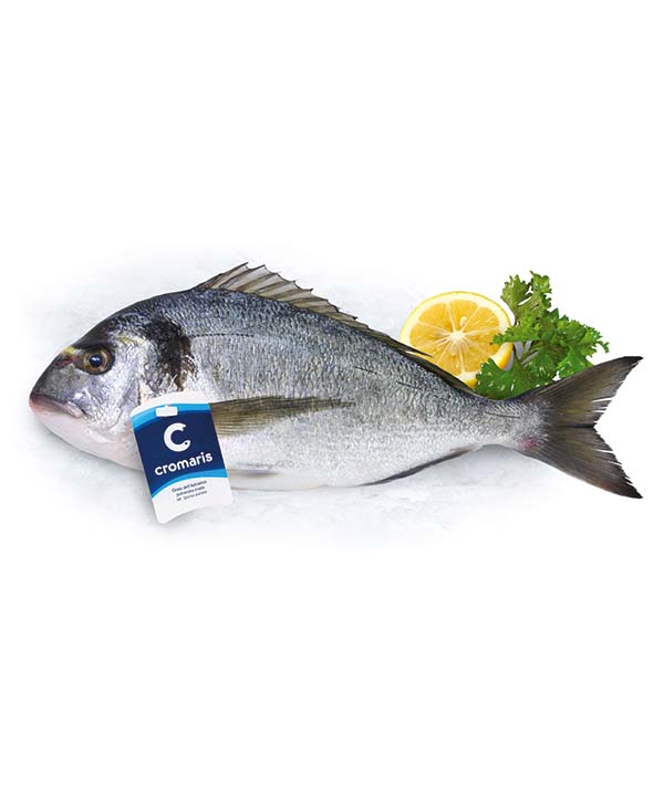ORATA FRESCA INTERA EVISCERATA g 200/300