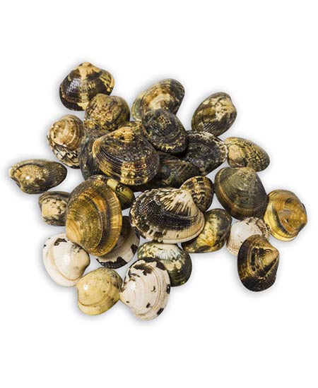 VONGOLA VERACE GROSSA