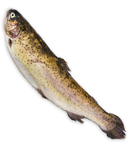 TROTA BIANCA EVISCERATA, KG 0.35