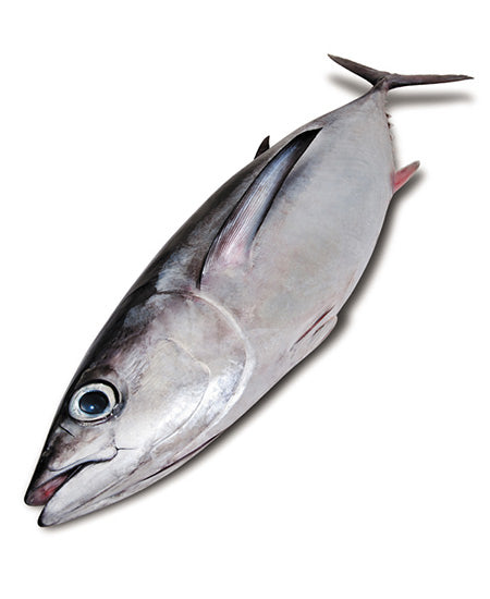 TONNO ALALUNGA KG 10