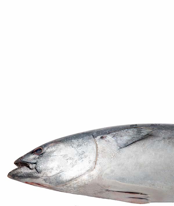 TONNETTO ALLETTERATO KG 6,5