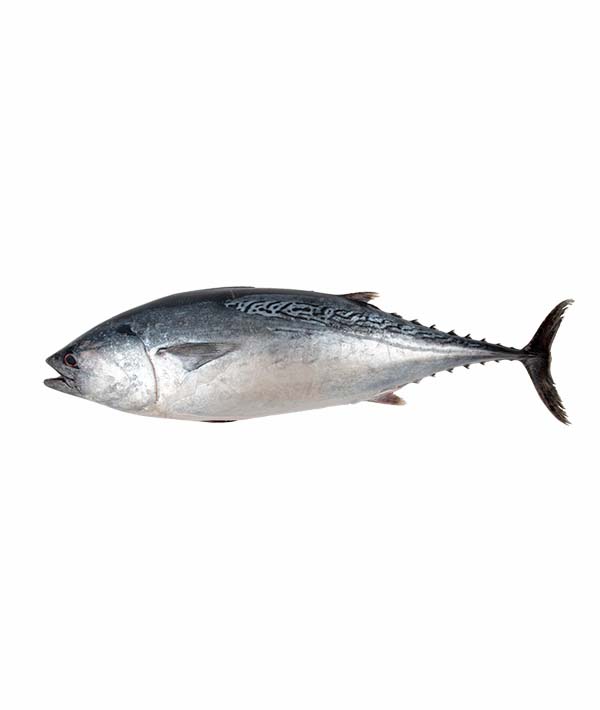 TONNETTO ALLETTERATO KG 6,5