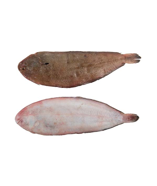 SOGLIOLA NOSTRANA S