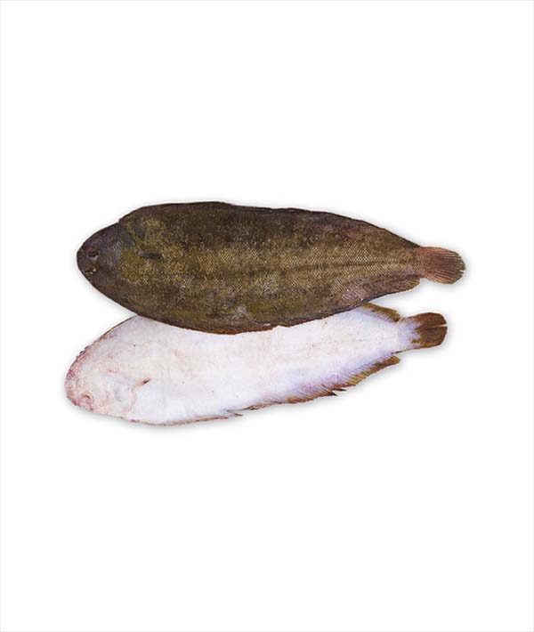 SOGLIOLA NOSTRANA L