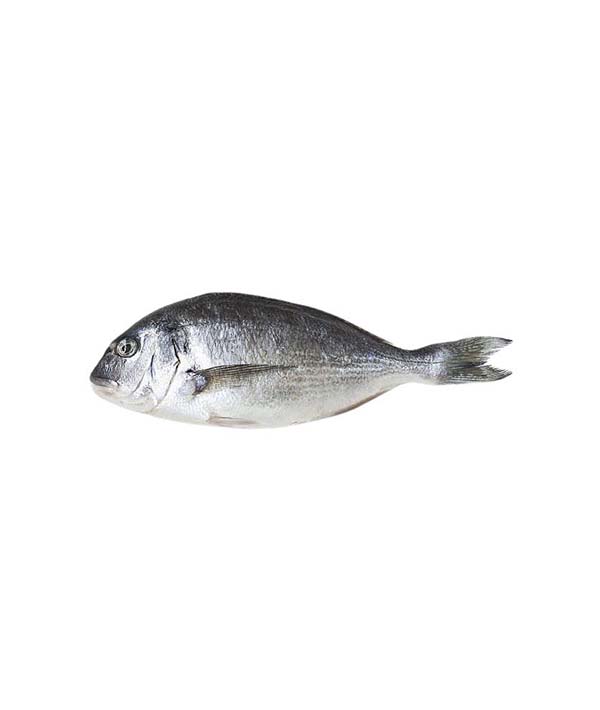 ORATA g 1000/1500