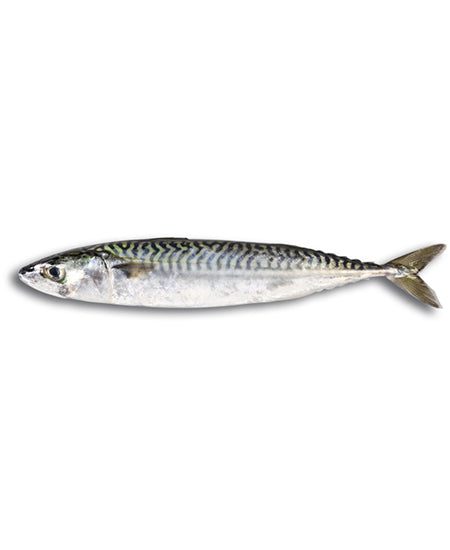SGOMBRO ATLANTICO EVISCERATO