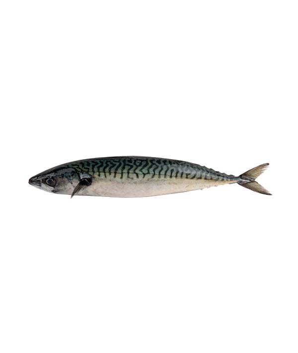 SGOMBRO ATLANTICO