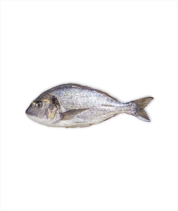 ORATA EVISCERATA E SQUAMATA g 1000/1500