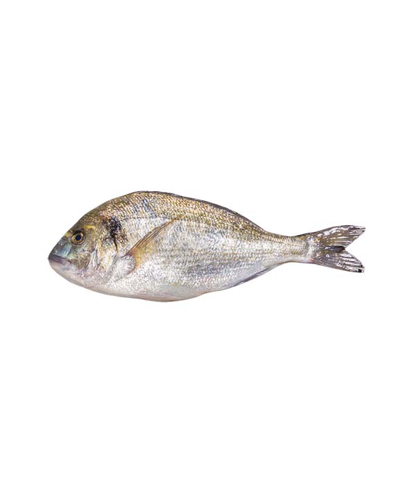 ORATA EVISCERATA g 1000/1500