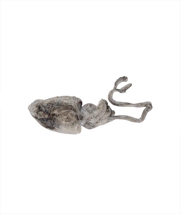SEPPIA NOSTRANA