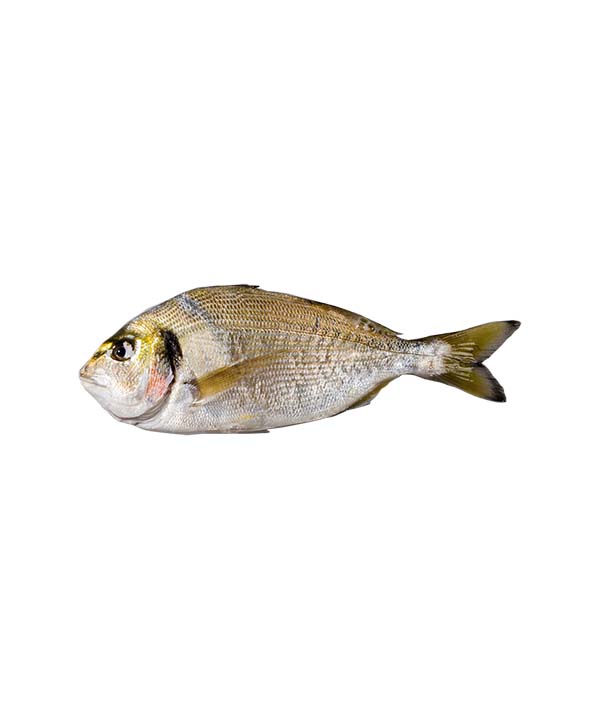ORATA EVISCERATA E SQUAMATA g 200/300