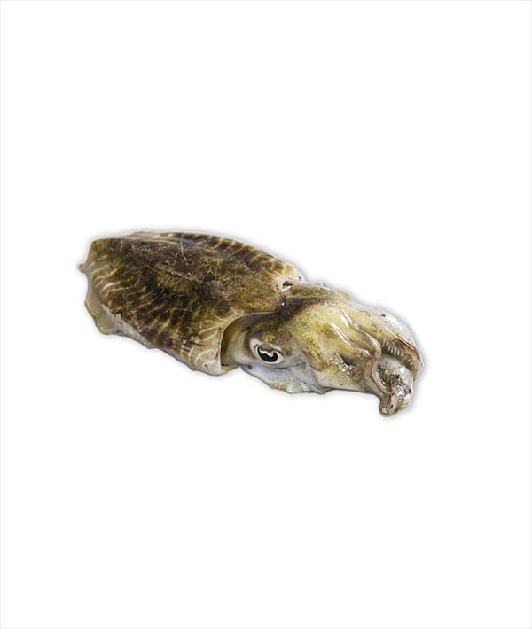 SEPPIA ATLANTICA 500/1000