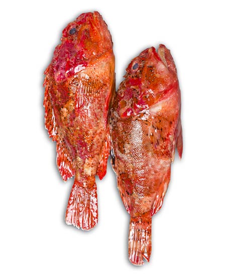 SCORFANO MEDITERRANEO