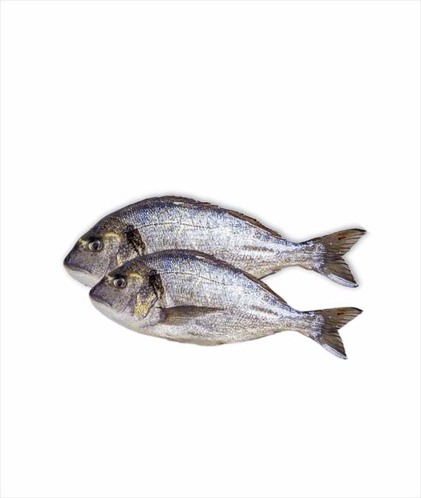 ORATA EVISCERATA g 200/300