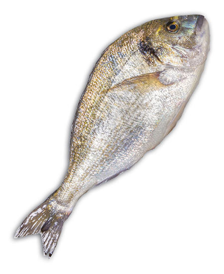 ORATA EVISCERATA g 300/400