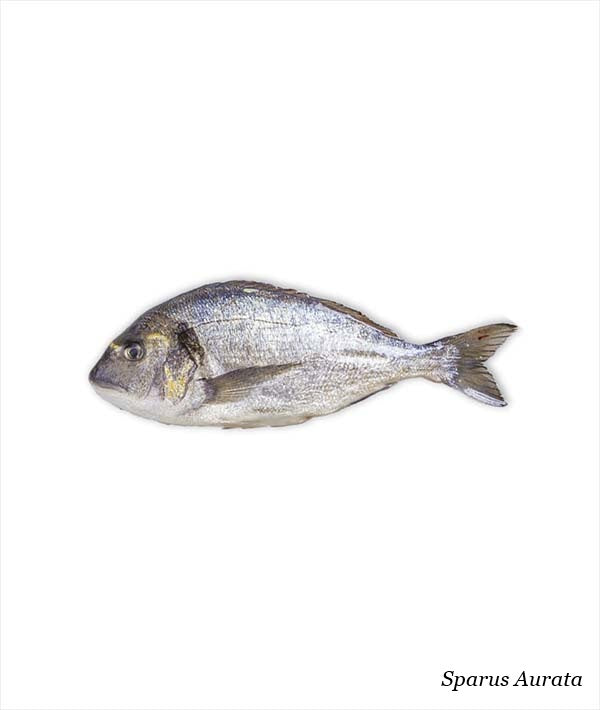 ORATA SELVAGGIA DI MARE