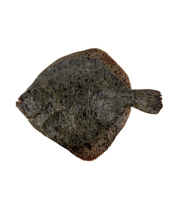 ROMBO CHIODATO ALLEVATO g 800/1000