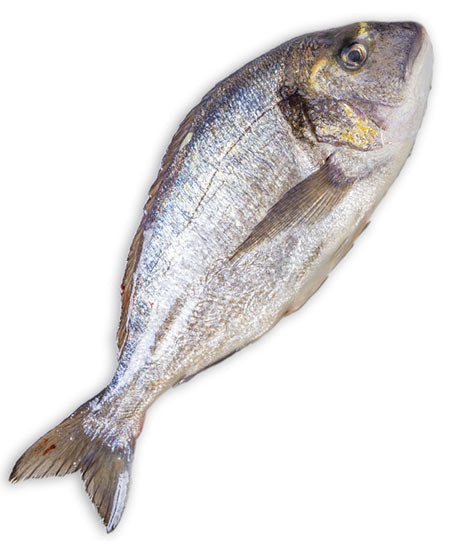 ORATA EVISCERATA g 400/600